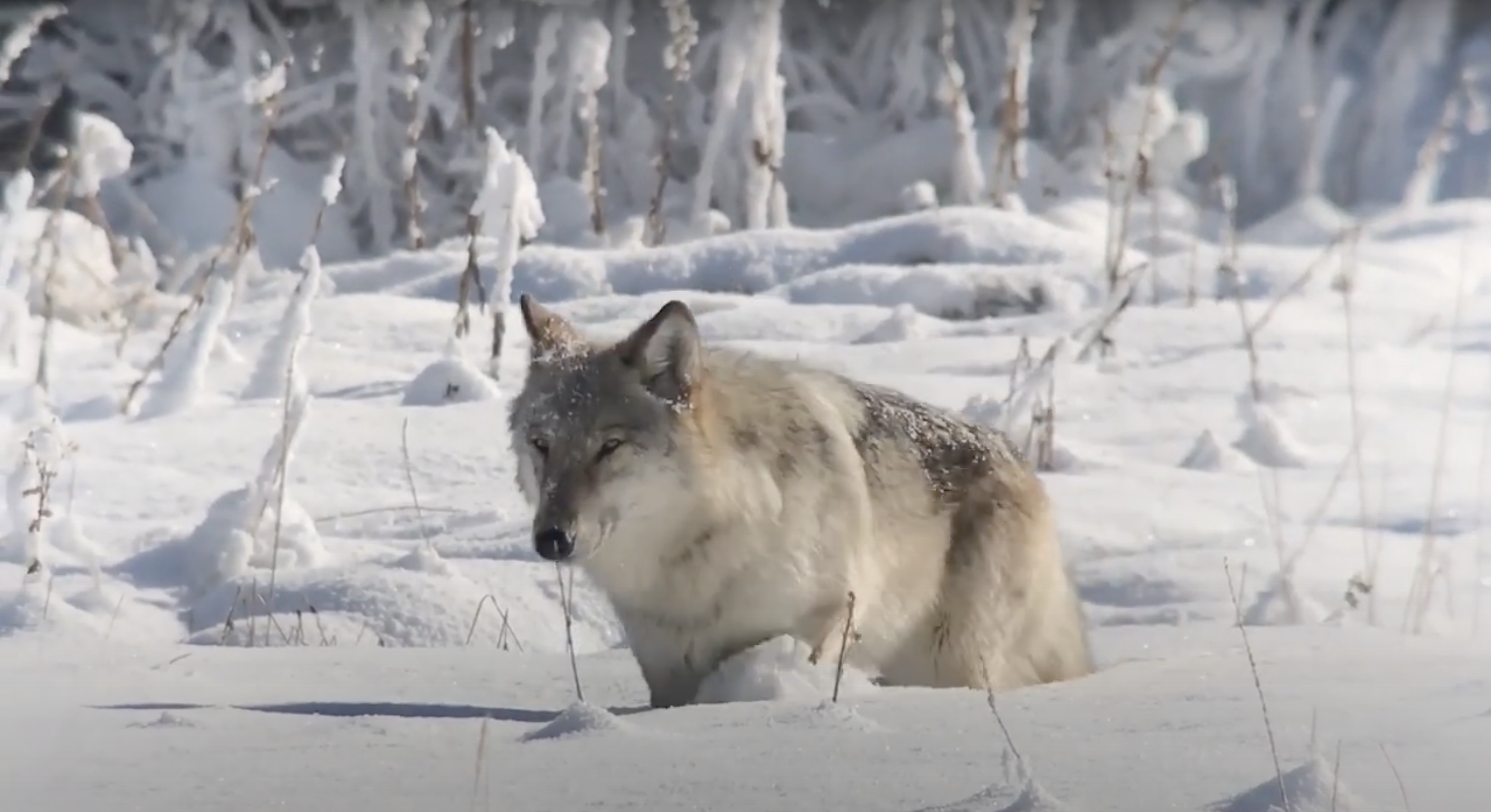 Wolves - Yellowstone